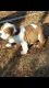 English Bulldog Puppies for sale in Eufaula, OK 74432, USA. price: $2,000