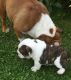 English Bulldog Puppies for sale in Ewing, KY 41039, USA. price: NA