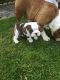 English Bulldog Puppies for sale in Tacoma, WA 98406, USA. price: NA