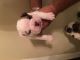 English Bulldog Puppies for sale in Whittier, CA, USA. price: NA