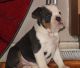 English Bulldog Puppies for sale in Moses Lake, Washington 98837, USA. price: $400