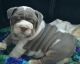 English Bulldog Puppies for sale in Chattanooga, TN, USA. price: NA
