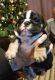 English Bulldog Puppies for sale in Castle Pines, CO 80108, USA. price: NA