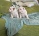 English Bulldog Puppies for sale in Alpine Approach Rd, Closter, NJ 07624, USA. price: NA