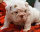 English Bulldog Puppies for sale in Chicago, IL 60602, USA. price: NA