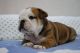 English Bulldog Puppies for sale in Court Pl, Denver, CO, USA. price: NA