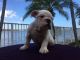 English Bulldog Puppies for sale in 43068 OH-541, Coshocton, OH 43812, USA. price: NA