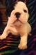 English Bulldog Puppies for sale in Medford, OR, USA. price: NA