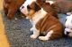 English Bulldog Puppies for sale in New Haven, MI 48050, USA. price: NA