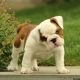 English Bulldog Puppies for sale in Campus Drive, Stanford, CA 94305, USA. price: NA