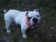 English Bulldog Puppies for sale in Pigeon Forge, TN, USA. price: NA
