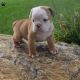 English Bulldog Puppies for sale in Campus Drive, Stanford, CA 94305, USA. price: NA
