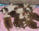 English Bulldog Puppies for sale in Miami Beach, FL, USA. price: NA