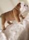 English Bulldog Puppies for sale in FL-535, Orlando, FL, USA. price: NA