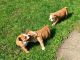 English Bulldog Puppies for sale in Jersey, GA 30018, USA. price: $430