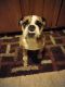 English Bulldog Puppies for sale in Fairborn, OH 45324, USA. price: $800