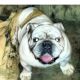 English Bulldog Puppies for sale in Rutherfordton, NC 28139, USA. price: NA