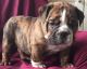 English Bulldog Puppies for sale in Great Falls, SC 29055, USA. price: NA