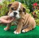 English Bulldog Puppies for sale in New Haven, CT, USA. price: $2,100