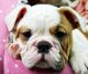 English Bulldog Puppies for sale in Fort Lauderdale, FL, USA. price: NA