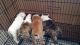 English Bulldog Puppies for sale in St Cloud, FL, USA. price: $2,500
