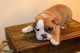 English Bulldog Puppies for sale in Sugarcreek, OH 44681, USA. price: $1,250