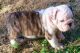English Bulldog Puppies for sale in California Oaks Rd, Murrieta, CA 92562, USA. price: NA