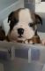 English Bulldog Puppies for sale in Menifee, CA 92584, USA. price: NA