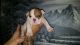 English Bulldog Puppies for sale in Menifee, CA 92584, USA. price: NA