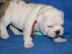 English Bulldog Puppies for sale in Bismarck, ND, USA. price: NA