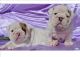 English Bulldog Puppies for sale in N Lake Park Blvd, Carolina Beach, NC 28428, USA. price: NA