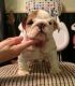 English Bulldog Puppies for sale in Allenport, PA, USA. price: NA