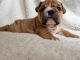 English Bulldog Puppies for sale in Jackson, OH 45640, USA. price: NA