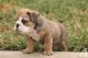 English Bulldog Puppies for sale in Boca Raton, FL, USA. price: NA