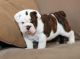 English Bulldog Puppies for sale in Bozeman, MT, USA. price: $600