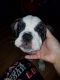English Bulldog Puppies for sale in Prudenville, Houghton Lake, MI, USA. price: NA