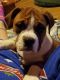 English Bulldog Puppies for sale in Prudenville, Houghton Lake, MI, USA. price: $2,000