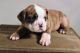English Bulldog Puppies for sale in Sugarcreek, OH 44681, USA. price: $1,250