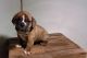 English Bulldog Puppies for sale in Sugarcreek, OH 44681, USA. price: NA