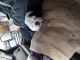 English Bulldog Puppies for sale in Fowlerville, MI 48836, USA. price: NA