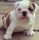 English Bulldog Puppies for sale in Flower Mound, TX, USA. price: NA