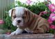 English Bulldog Puppies for sale in Los Angeles, CA 90050, USA. price: NA