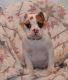 English Bulldog Puppies for sale in Minerva, OH 44657, USA. price: NA