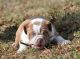 English Bulldog Puppies for sale in Macks Creek, MO 65786, USA. price: NA