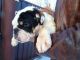 English Bulldog Puppies for sale in Redondo Beach, CA 90278, USA. price: NA