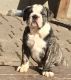 English Bulldog Puppies for sale in Howland Center, OH 44484, USA. price: NA