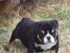 English Bulldog Puppies for sale in Cedar Hill, TX, USA. price: NA