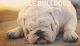 English Bulldog Puppies for sale in Huntington Park, CA, USA. price: NA