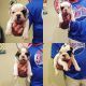 English Bulldog Puppies for sale in North Augusta, SC, USA. price: $2,500