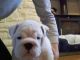 English Bulldog Puppies for sale in Beech Island Ave, Beech Island, SC 29842, USA. price: NA